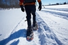Snowshoe