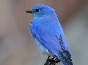 Idaho's Mountain Bluebird