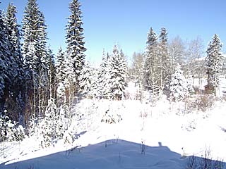 Picture of the Aspens Bungalow in McCall, Idaho