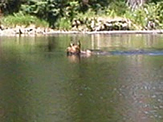 Wildlife