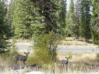 Picture of the Bellflower Pines in McCall, Idaho