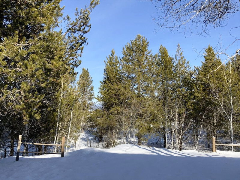 Picture of the Peace Tree Place in Cascade, Idaho