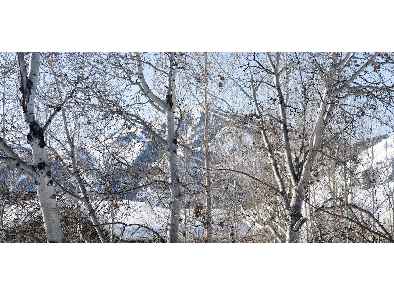 Picture of the Cottonwood in Sun Valley, Idaho