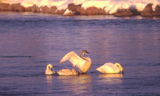 Trumpeter Swans, © Art Today