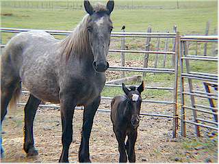 New Colt at the Activity Barn, © 2002 InIdaho.com