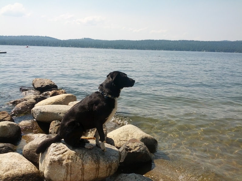 Carver Enjoying Payette Lake in McCall during a break from his floor position InIdaho office dog enjoying the Lake
